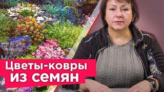 ХОТИТЕ КОВЕР ИЗ ЦВЕТОВ? Просто посейте эти растения Растут быстро и не требуют особого ухода