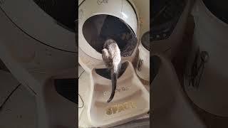 crazy funny  kitten and the litter robot