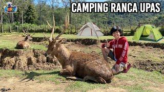 CAMPING SERU DI RANCA UPAS BANDUNG