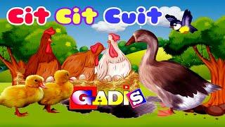 Cit Cit Cuit ️ Lagu anak indonesia  Burung Ayam Dan Bebek