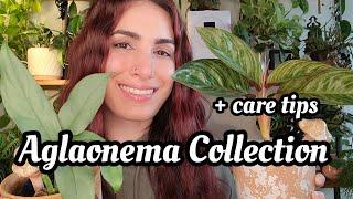 Aglaonema Collection + Care Tips  the most beautiful easy going & underrated genus