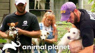 Rescue Mission for Dogs Abandoned After Owners Death  Pit Bulls & Parolees  Animal Planet