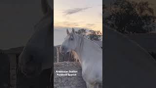 Semental Pura Raza Española.Andalusian Stallion #horse #ganado #animals #horselover