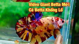 Giant Nemo Bài Đăng Mới  BettaSales.net  0777678979