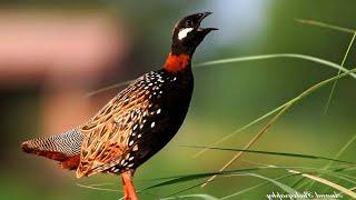 Black francolin Francolinus francolinus sound   Call and song