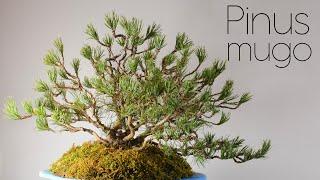 Nursery Grown Mugo Pine in Kabudachi Style - Arkefthos Bonsai