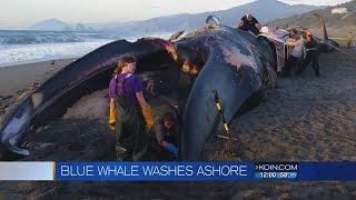 Rare blue whale washes ashore in southern Oregon