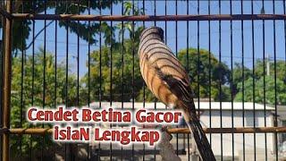 Cendet Betina Gacor Isian Lengkap ‼️ini Ciri - cirinya