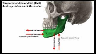 Temporomandibular Joint  Mastication Muscles