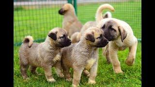 Yavru Kangal Köpeklerde Beslenme - Kangal Aşkı  Çiftçi TV