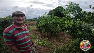 NGAYON LANG NANGYARI ITO SA BUWAN NG JULY SOBRA TAAS NG CALAMANSI