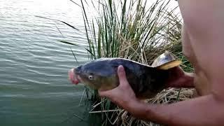 Carpa Royal del Guadalquivir .