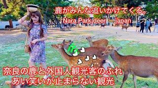 鹿がみんな追いかけてくる。Nara Park deer japan奈良の鹿と外国人観光客のふれ あい笑いが止まらない 観光