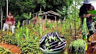 Selling to market harvesting eggplants long beans living in the forest ep 97