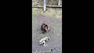 Bear attack Wolf  HD