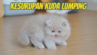 ANAK KUCING BRITISH KESURUPAN KUDA LUMPING