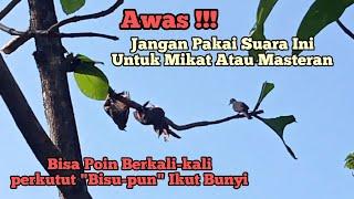 Terbukti Suara Untuk Mikat Perkutut