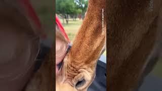 Giraffe lifts Texas toddler from vehicle during drive-thru safari