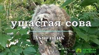 Совенок ушастой совы Asio otus