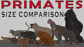 Size Comparison Extinct Primates Gigantopithecus Blaki Orangutans Baboons Gorillas