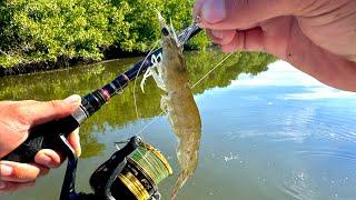 Pesca con CAMARÓN VIVO  PARGOS Y RÓBALOS.