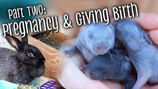 Part 2 Rabbit pregnancy & birth - nest boxes kindling and handling kits