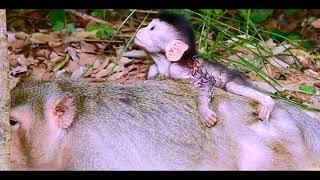 A newborn baby monkey tries to hug its mothers back looks too lovely