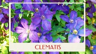 calm journey into the realm of beautiful clematis flowers the queen of climbers virtual tour