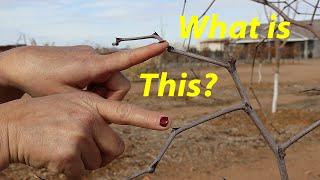 Pruning Jujube Trees  The Key to Explosive Growth and Production