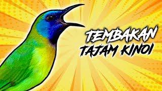 Masteran Burung Kinoi Paling Jernih Gacor Full Tembakan Durasi Panjang 1 Jam Cocok Buat Murai Batu