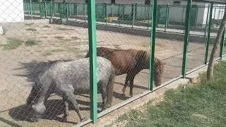 Horse Mating New Video ll Rare Wild Activity ll Horse Breeding video