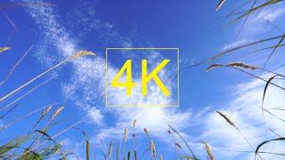 4K Nature relaxation #5