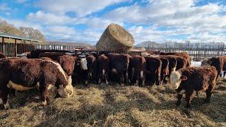 ОТБОР ПЛЕМЕННЫХ БЫЧКОВ на продажу в Саратовскую область.