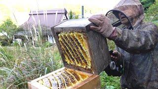 Harvesting honey - Bee master in Kyoto Japan. Japanese honeybees apis cerana japonica