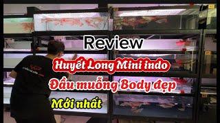 Huyết Long Mini indo Review Mới Nhất