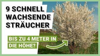 9 schnell wachsende Sträucher für mehr Privatsphäre im Garten