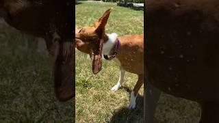 She reminded me to turn on the hoses #smartbasenji #basenji