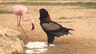 Bateleur and Lesser flamingo in Kgalagadi TP