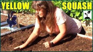 How To Plant Squash  Yellow Summer Crookneck Squash