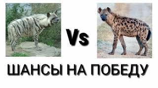 Полосатая гиена против Пятнистой гиены кто же выйграет? ч.о.обьязательно