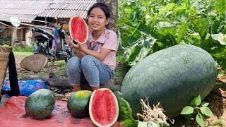 Orphaned girl Truc harvests melons to sell and raises black ducks. Ly Thi Truc