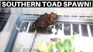 Southern Toad Successful Spawn Southern Toad Breeding - Benjamins Exotics