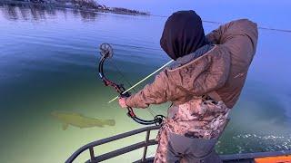 BowFishing Hundreds of BIG Fish in Gin Clear Water