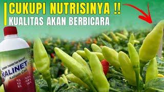 MENJAGA KUALITAS TANAMAN CABE TETAP SEHAT TERBEBAS DARI PENYAKIT  Cabe Ori 212