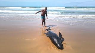 Man Saves Beached Dolphin
