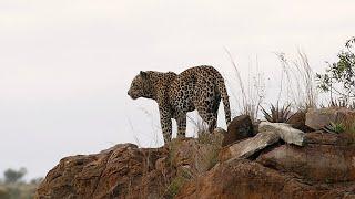 Leopard on Top of the Famed Lubyelubye Rocks