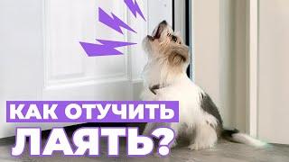 Как ОТУЧИТЬ собаку лаять на дверь? Всё о ПРИЧИНАХ ЗАНЯТИЯХ ‍ и что нужно знать о НАКАЗАНИЯХ