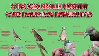 8 Tips cara memilih perkutut yang bagus dan berkualitas