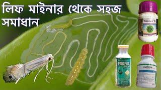 লিফ মাইনার এর আক্রমণ আর হবেই না  Insecticide to control leaf miner  ম্যাপ পোকা বা নলী পোকা দমন l