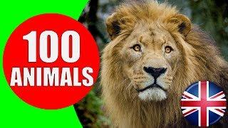 Animals for Kids to Learn - 100 Animals for Kids Toddlers and Babies in English  Educational Video